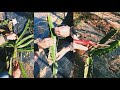 تقليم تربية لأشجار تنين طريقة صحيحة لربط عقل درجون فروت بلحبل لتفادي عدت مشاكل Dragon Fruit 