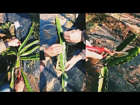 تقليم تربية لأشجار تنين طريقة صحيحة لربط عقل درجون فروت بلحبل لتفادي عدت مشاكل Dragon Fruit 