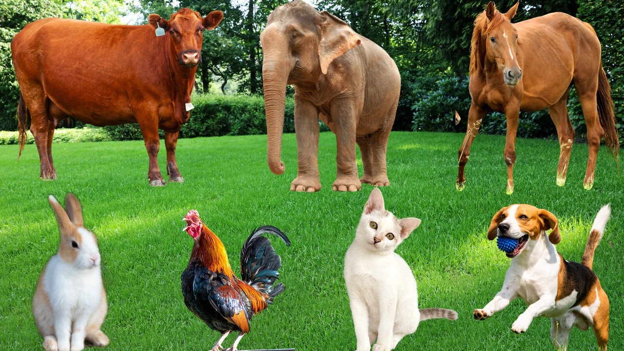 Farm Animals Food: Horse, Dog, Cat, Cow, Pig, Sheep, Rabbit, Chicken ...