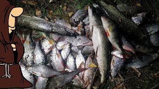 Набили полный садок рыбы Шикарная рыбалка на донки с берега Крупная плотва на горох