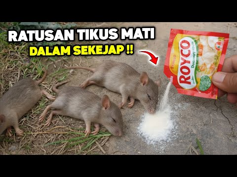 KENAPA TIDAK DARI DULU‼️Padahal banyak yang butuh cara ini