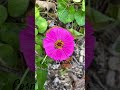 Simple Health Care 💚 #garden #plantmedicine #flowers #slugs #youarewhatyoueat #motherearthlove