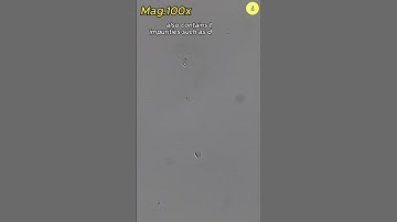 Rain water under the microscope | TULO - Microscope #shorts #microscope #rain