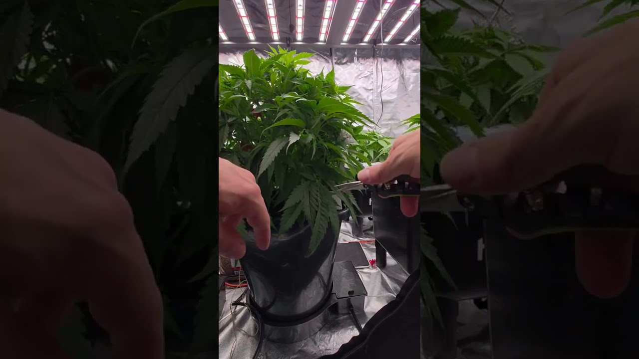 doing my first defoliation on these ladies 