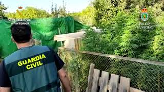 2020-09-09_marihuana_murcia