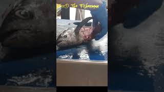 Big Eye Tuna Fillet Gabab In Arabic