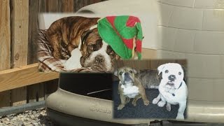No charges for neighbor who shot, killed dogs