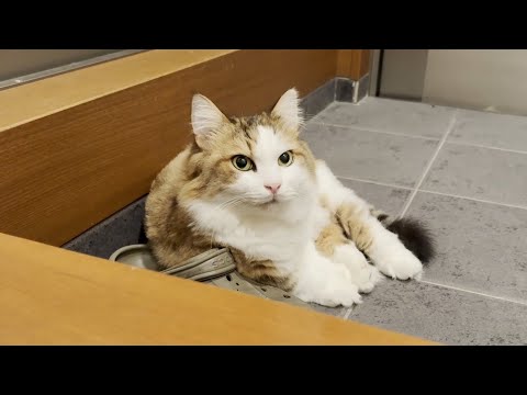 猫が集まると噂の人の声を猫語に翻訳するアプリを使ってみた結果・・・