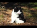 BARSIK - Kurilian Bobtail の動画、YouTube動画。