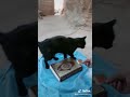 شاهد القط رفض أن يضع رجله على كتاب الله القرآن الكريم