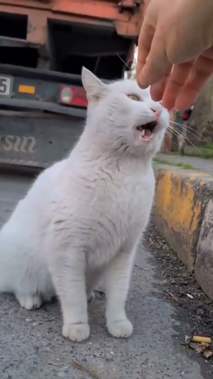 TOP TOP VIDÉO TRÈS MIGNON ☺️ ☺️ ☺️ ☺️ ☺️ ☺️