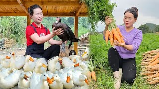 Harvest Ducks Goes To Market Sell -  Repair Duck Coop And Buy Ducklings