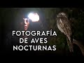 Fotografía de Aves Nocturnas con Flash Externo - Lechuzas y el Urutaú Coludo en la Selva de Misiones