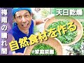 《６月の菜園事情[天日乾燥]#340》春野菜の収穫/インゲン豆と枝豆/青シソと赤シソ/九条ネギの乾燥 /赤シソ酢【自然の暮らし/50代vlog】#自然栽培 #家庭菜園　