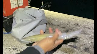 Squid Fishing | Good Times | Simon's Town Jetty