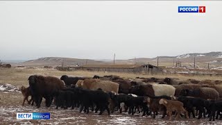 В овцеводческих хозяйствах идёт окот