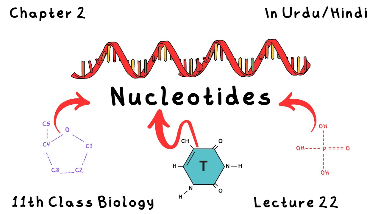 Nucleic acids l Nucleotides l 11th class biology l explained in Urdu