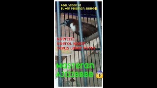 Masteran Tepus Leher Putih Ngerol Kasar Ampuh Pancing Tepus Leher Putih Yang Mandeg