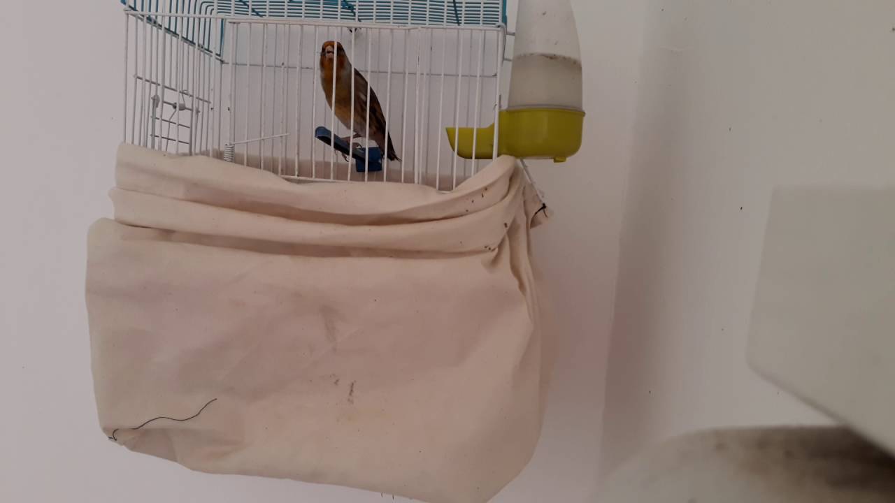 احلا صوت بندوق عامودا