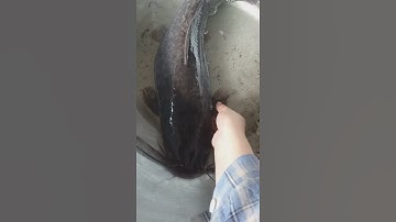 Cá trê lai 2,8 kí sập lợp.                   #cover #shotrs #cátrêvàng #music