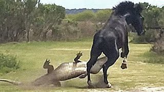 Famous 15 Times Alligators Messed With The Wrong Opponent Net Worth