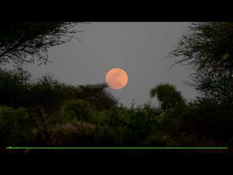 Som da Natureza e vida selvagem da Savana Africana Noite em Tsavo