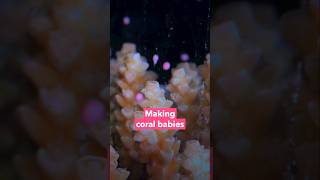 Making coral babies