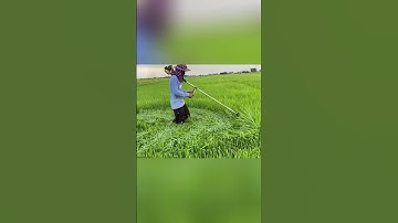 Vì sao nông dân Thái Lan cắt lá lúa giữa mùa? #shorts