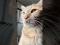 世界一可愛いと言われた猫がゴロゴロで起こしてくる #cat #子ネコ #保護猫