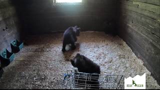 Orphan bear cubs meet for the first time