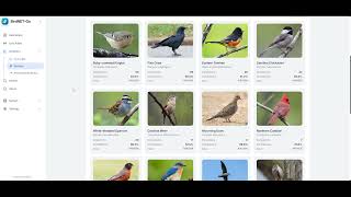 birdNET-Go demo and overview