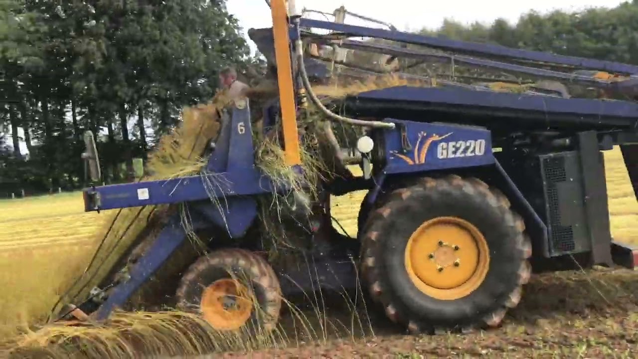 Arrachage de lin 2023 avec 2 arracheuses union