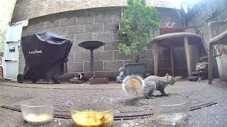 Squirrels fight over hazelnuts 😂