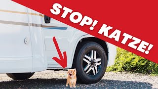 The kitten scam: a scam against motorhome & car drivers