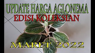 UPDATE HARGA AGLONEMA - EDISI KOLEKSIAN - MARET 2022