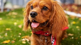 Are Cavalier King Charles Spaniels Good with Kids?