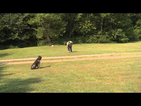 duck-retriever---dog-training