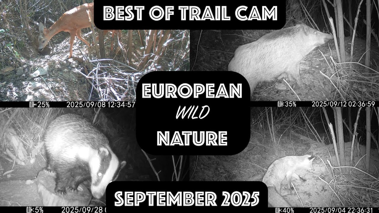 Best trailcam videos SEPTEMBER 2025 European nature