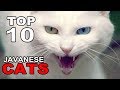 TOP 10 JAVANESE CATS BREEDS の動画、YouTube動画。