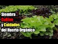 Siembra, cultivo y cuidados de la huerta orgánica🌿,  alimentos saludables  100% nutritivos🥬🥦🧄🥕🌱