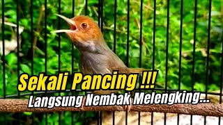 🔴 PANCINGAN EMOSI PRENJAK KLAWU GACOR SUARA JERNIH NEMBAK FULL NGALUN NGOTOT‼️ #prenjakkepalamerah