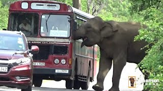 When the wild elephant attacked the Ctb bus, the driver panicked.