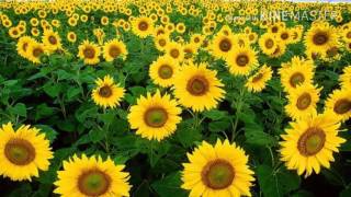 Phool Pakhi Bondhu Aamar Chhilo