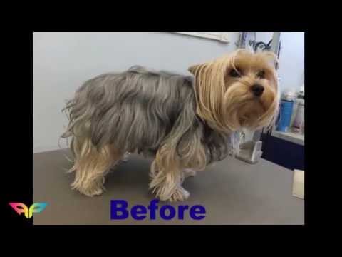 Video: Cara Memandikan Yorkshire Terrier Anda