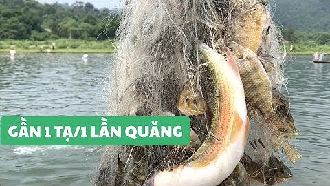 Đi quăng chài cá sông | bất ngờ quăng 1 mẻ gần 100 kg.