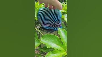 Fidget Skull Timelapse! #satisfying #bambufail