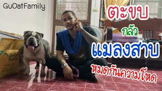 ตะขบกลัวแมลงสาบ หมดกันสายโหด