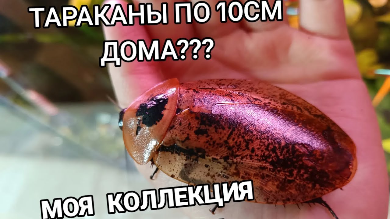 Моя коллекция ТАРАКАНОВ!/ЭКЗОТИЧЕСКИЕ ПИТОМЦЫ/Содержание тараканов дома!