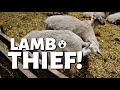 WHY DO SHEEP TRY TO STEAL LAMBS THAT AREN'T THEIRS? (DAY 15): Vlog 277