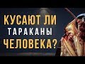 Кусают ли тараканы человека?
